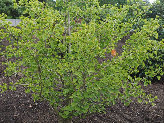 Ginkgo biloba 'Maro' - Herrenkamper Gärten - Pflanzenraritäten