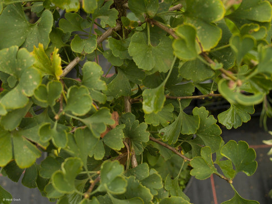 Ginkgo biloba 'Marona' - Herrenkamper Gärten - Pflanzenraritäten