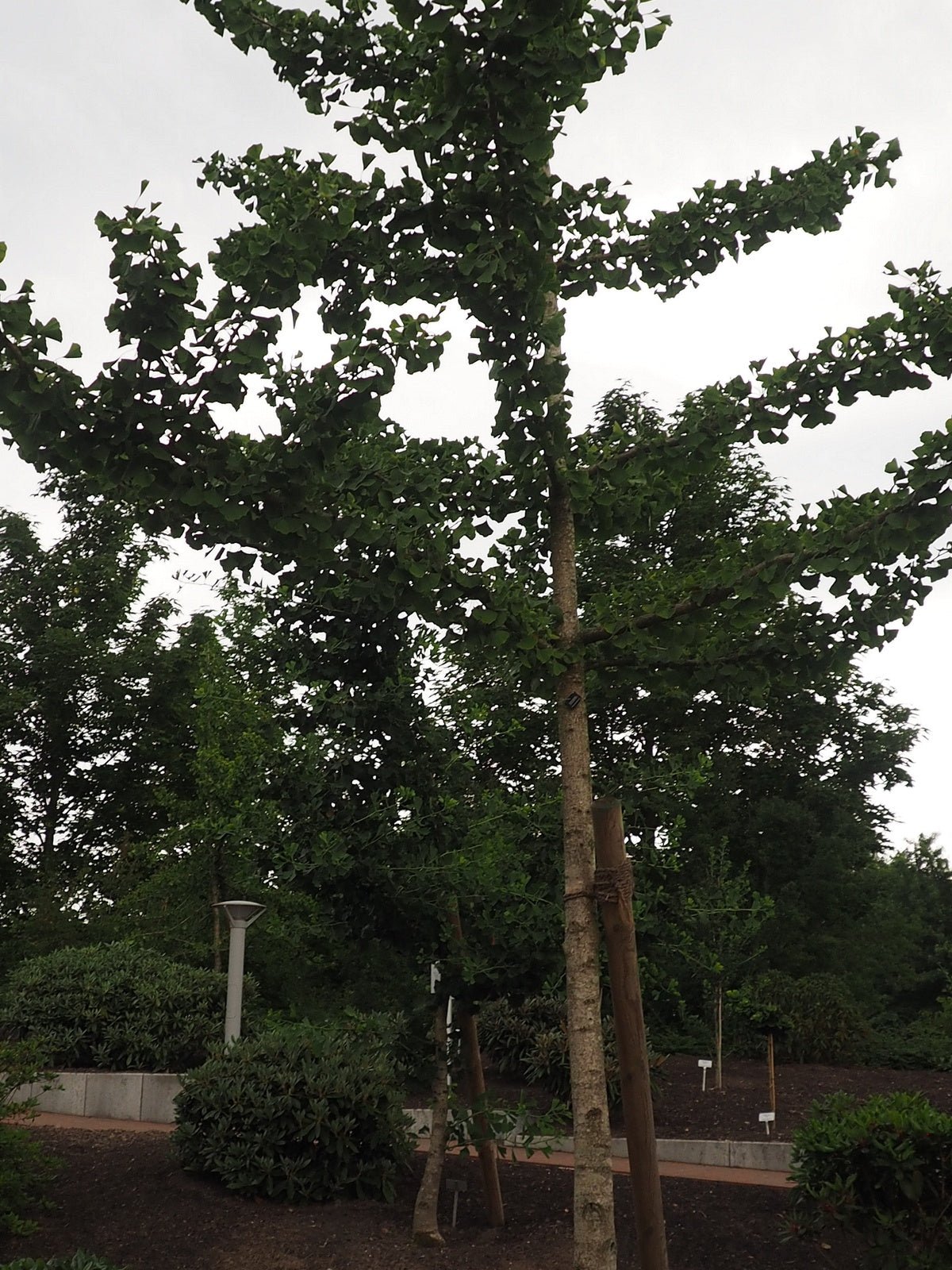 Ginkgo biloba 'Mayfield' - Herrenkamper Gärten - Pflanzenraritäten