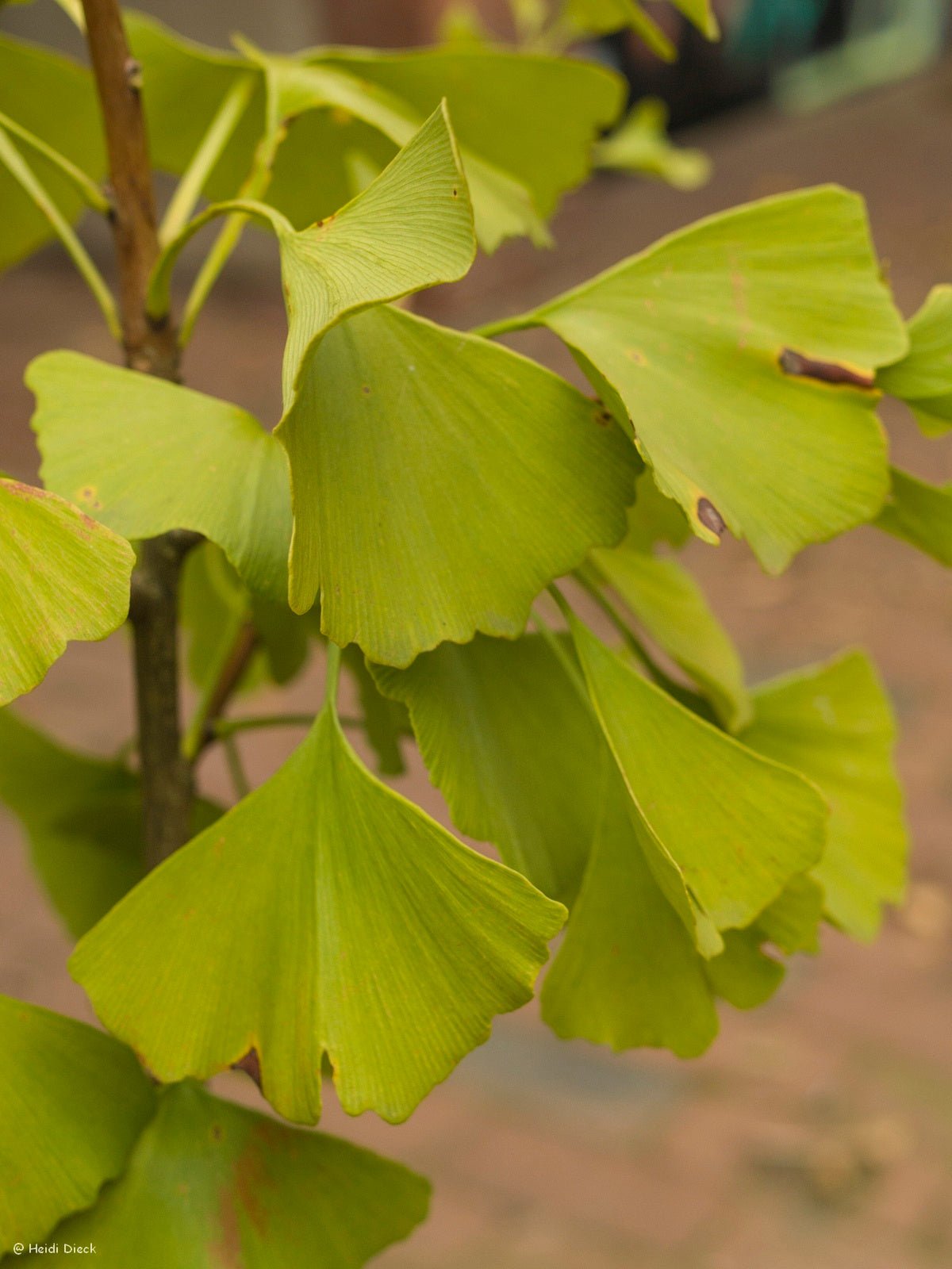 Ginkgo biloba 'Mayfield' - Herrenkamper Gärten - Pflanzenraritäten