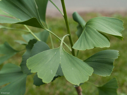 Ginkgo biloba 'Maytown' - Herrenkamper Gärten - Pflanzenraritäten