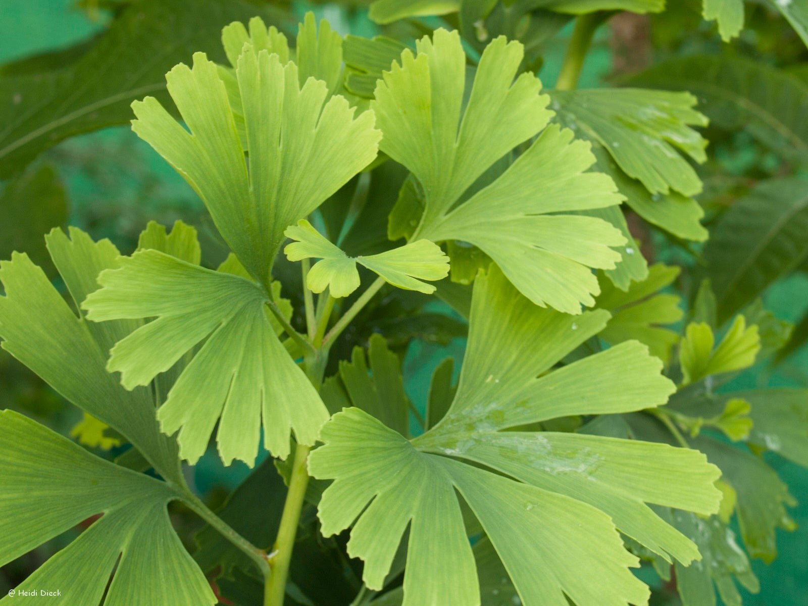 Ginkgo biloba 'Mephisto' - Herrenkamper Gärten - Pflanzenraritäten