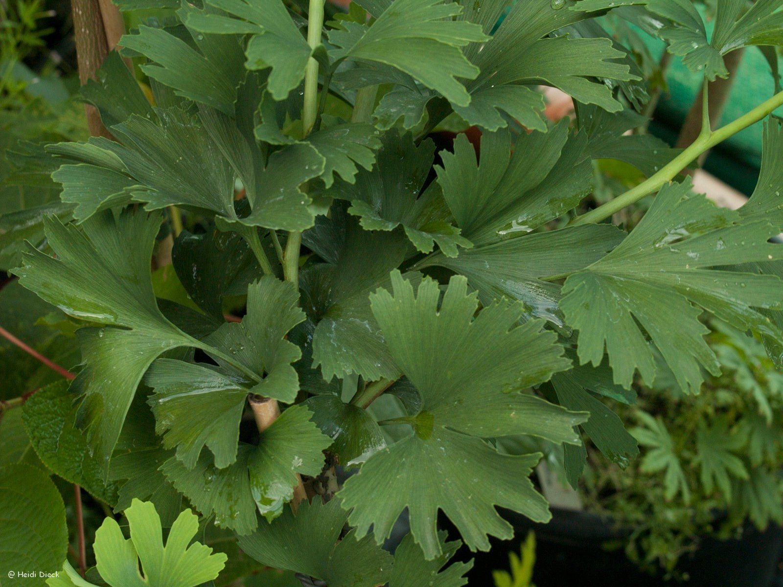 Ginkgo biloba 'Mephisto' - Herrenkamper Gärten - Pflanzenraritäten