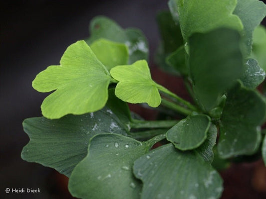 Ginkgo biloba 'Munchkin' - Herrenkamper Gärten - Pflanzenraritäten