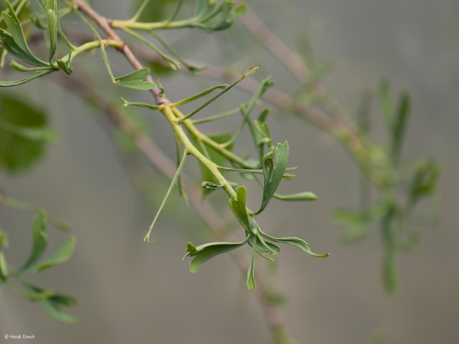 Ginkgo biloba 'Mutant Weeper' - Herrenkamper Gärten - Pflanzenraritäten