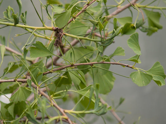 Ginkgo biloba 'Mutant Weeper' - Herrenkamper Gärten - Pflanzenraritäten