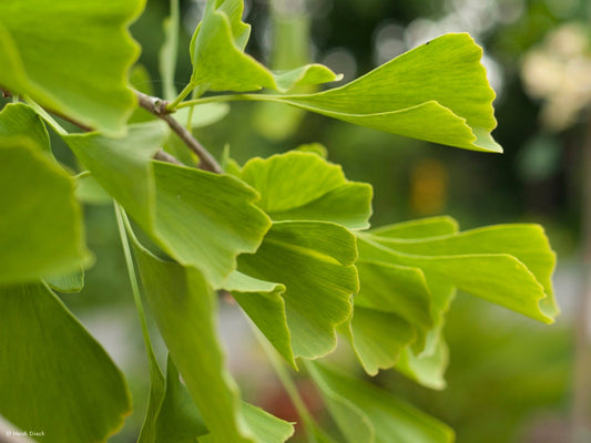 Ginkgo biloba 'Nelleke' - Herrenkamper Gärten - Pflanzenraritäten