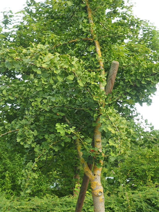 Ginkgo biloba 'Obelisk' - Herrenkamper Gärten - Pflanzenraritäten