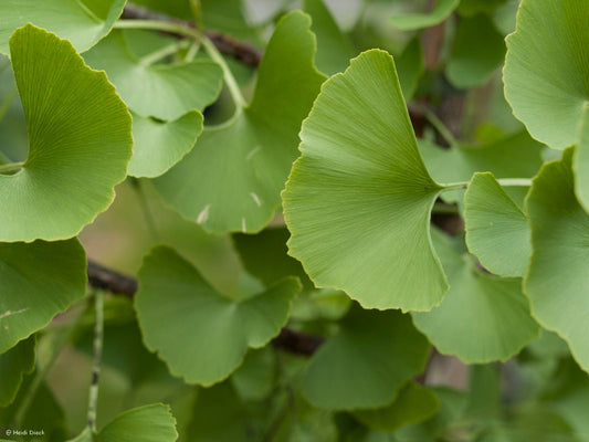 Ginkgo biloba 'Ohazuki' - Herrenkamper Gärten - Pflanzenraritäten