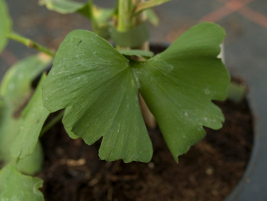 Ginkgo biloba 'Oslopos Tekerez' - Herrenkamper Gärten - Pflanzenraritäten