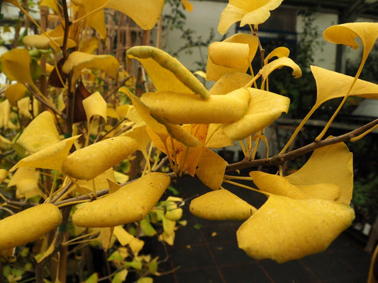 Ginkgo biloba 'Palo Alto' - Herrenkamper Gärten - Pflanzenraritäten