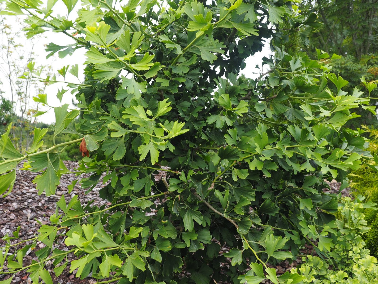 Ginkgo biloba 'Pendula' - Herrenkamper Gärten - Pflanzenraritäten