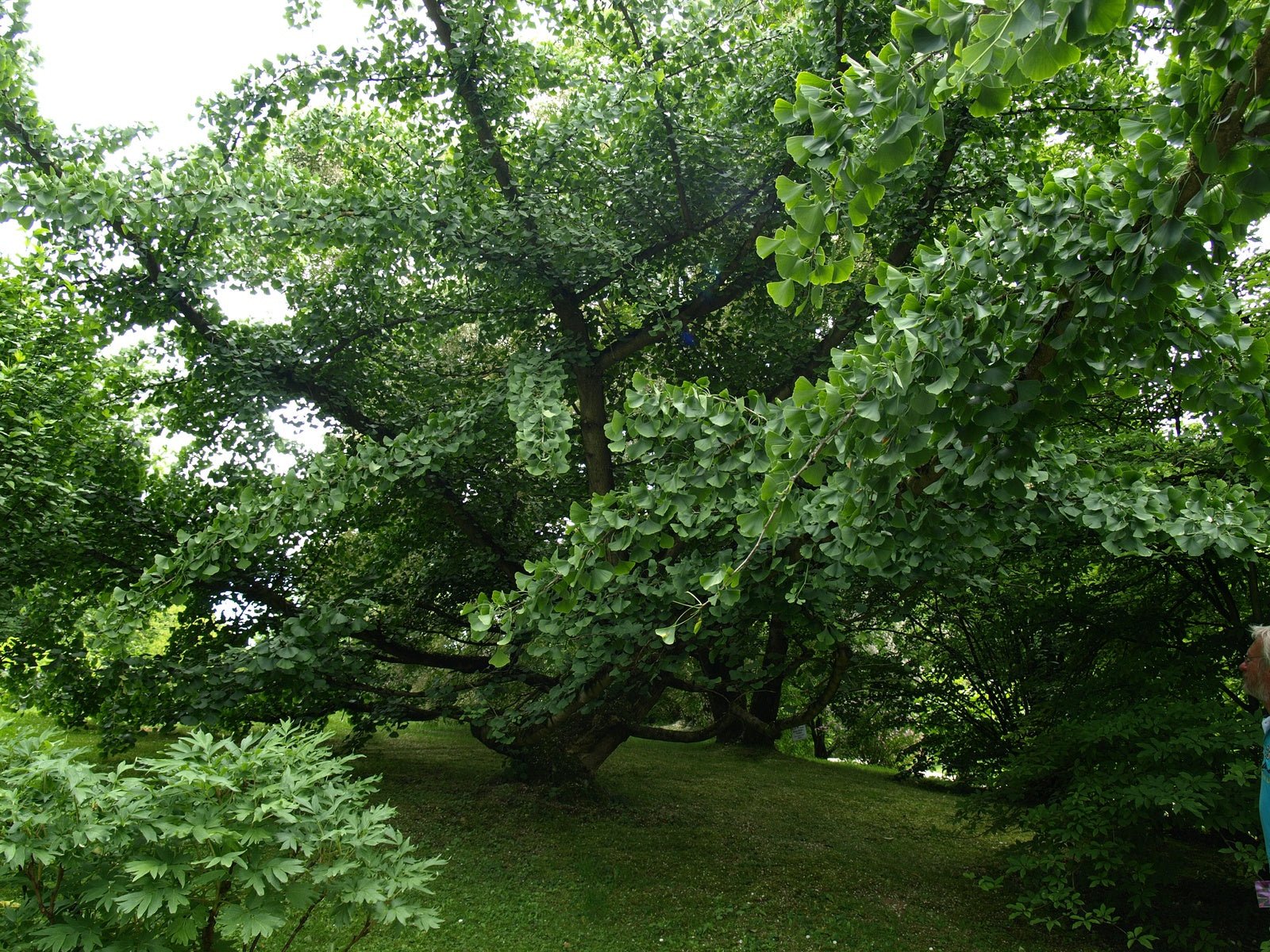 Ginkgo biloba 'Pendula' - Herrenkamper Gärten - Pflanzenraritäten