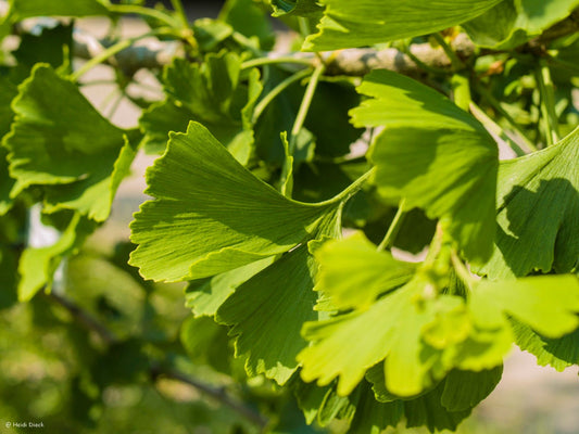 Ginkgo biloba 'Pendula' - Herrenkamper Gärten - Pflanzenraritäten