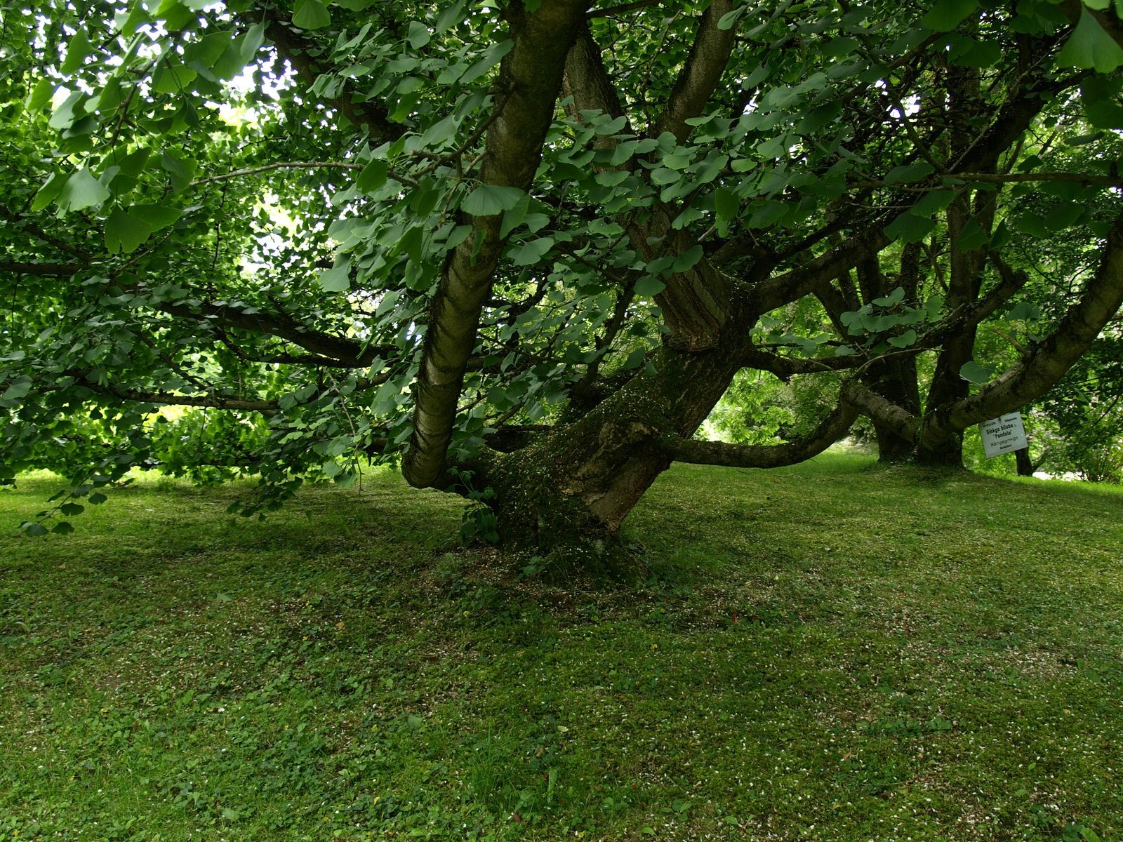 Ginkgo biloba 'Pendula' - Herrenkamper Gärten - Pflanzenraritäten