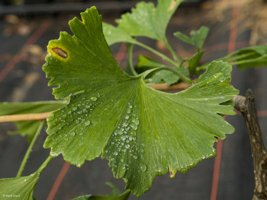 Ginkgo biloba 'Pendula Gruga' - Herrenkamper Gärten - Pflanzenraritäten