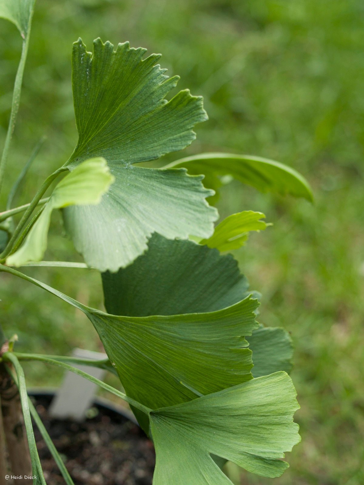 Ginkgo biloba 'Pendula Gruga' - Herrenkamper Gärten - Pflanzenraritäten