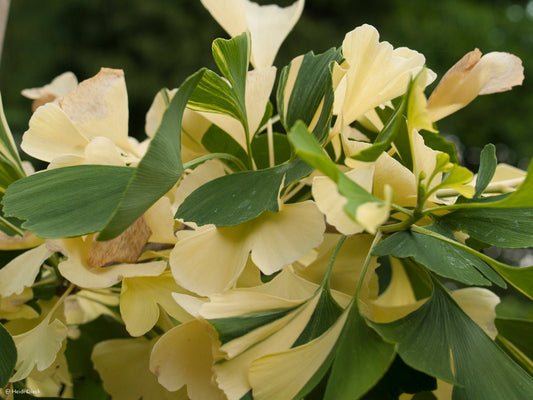 Ginkgo biloba 'Pendula Variegata' - Herrenkamper Gärten - Pflanzenraritäten