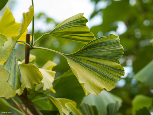 Ginkgo biloba 'Peve Lobo' - Herrenkamper Gärten - Pflanzenraritäten