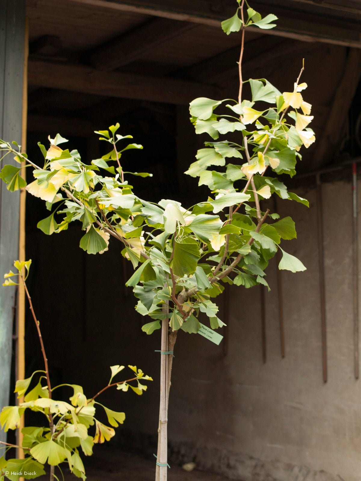 Ginkgo biloba 'Peve Lobo' - Herrenkamper Gärten - Pflanzenraritäten