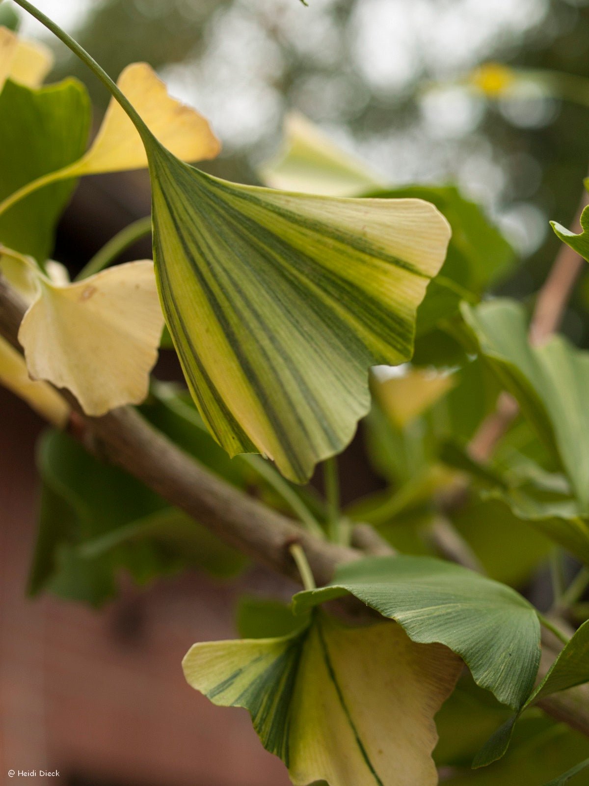 Ginkgo biloba 'Peve Lobo' - Herrenkamper Gärten - Pflanzenraritäten