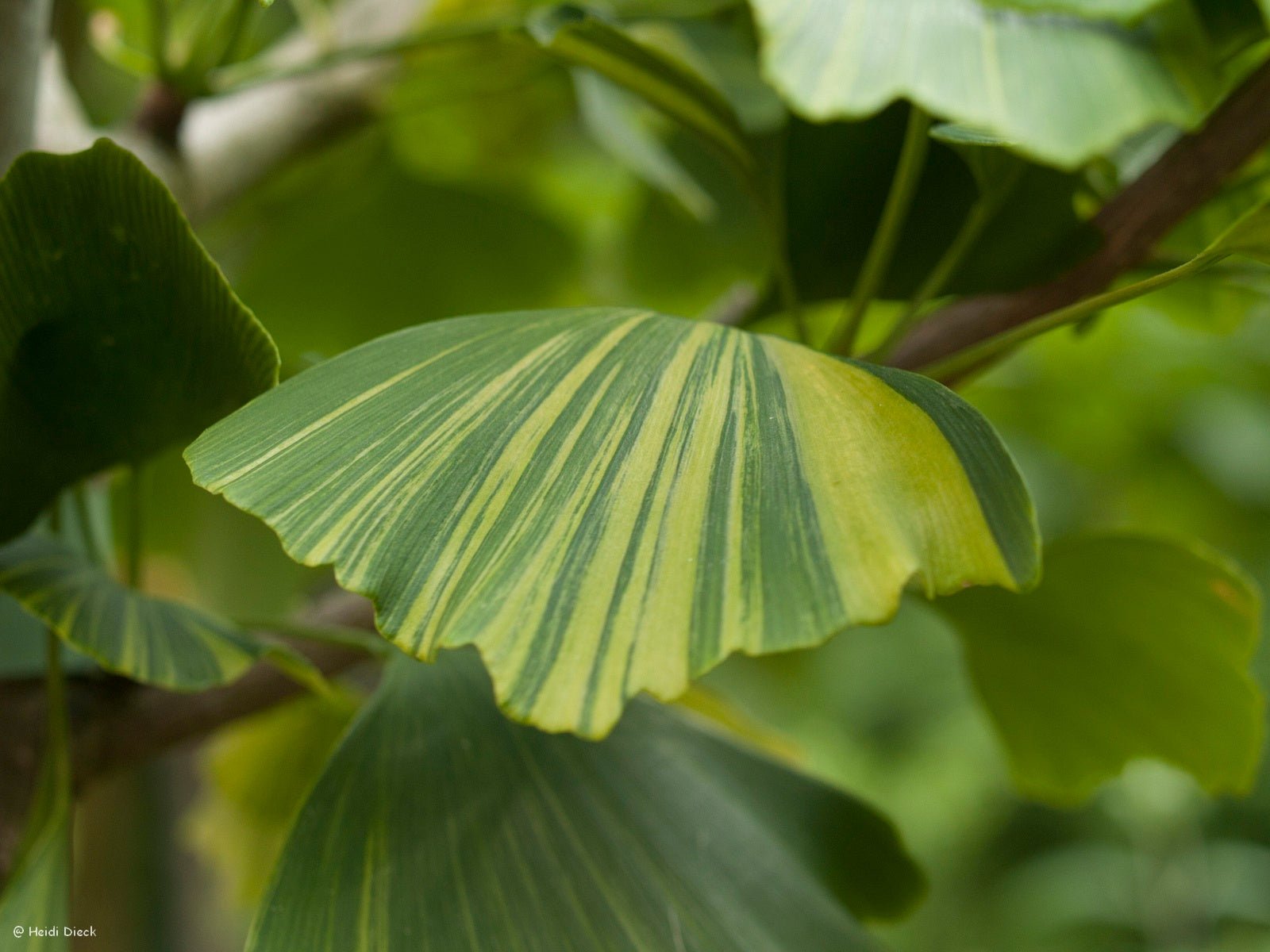 Ginkgo biloba 'Peve Lobo' - Herrenkamper Gärten - Pflanzenraritäten