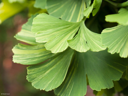 Ginkgo biloba 'Peve Maribo' - Herrenkamper Gärten - Pflanzenraritäten