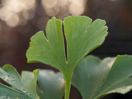 Ginkgo biloba 'Pine Glen Dwarf' - Herrenkamper Gärten - Pflanzenraritäten