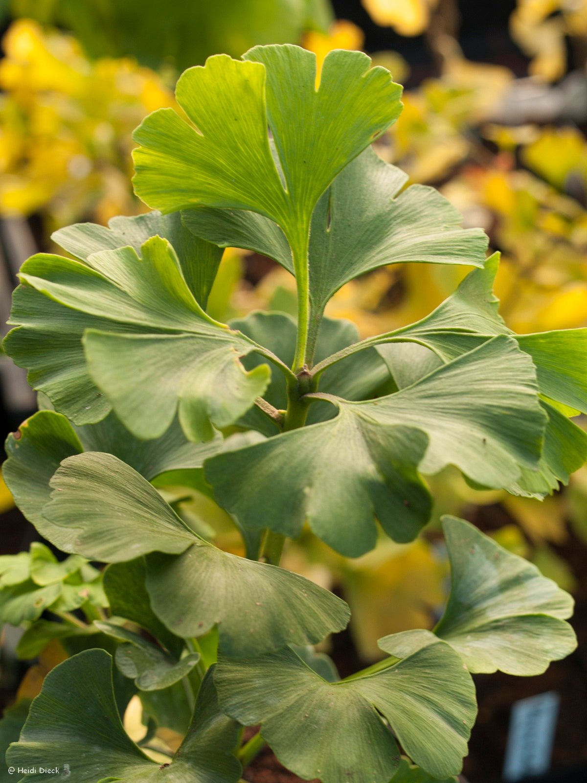 Ginkgo biloba 'Pine Glen Dwarf' - Herrenkamper Gärten - Pflanzenraritäten