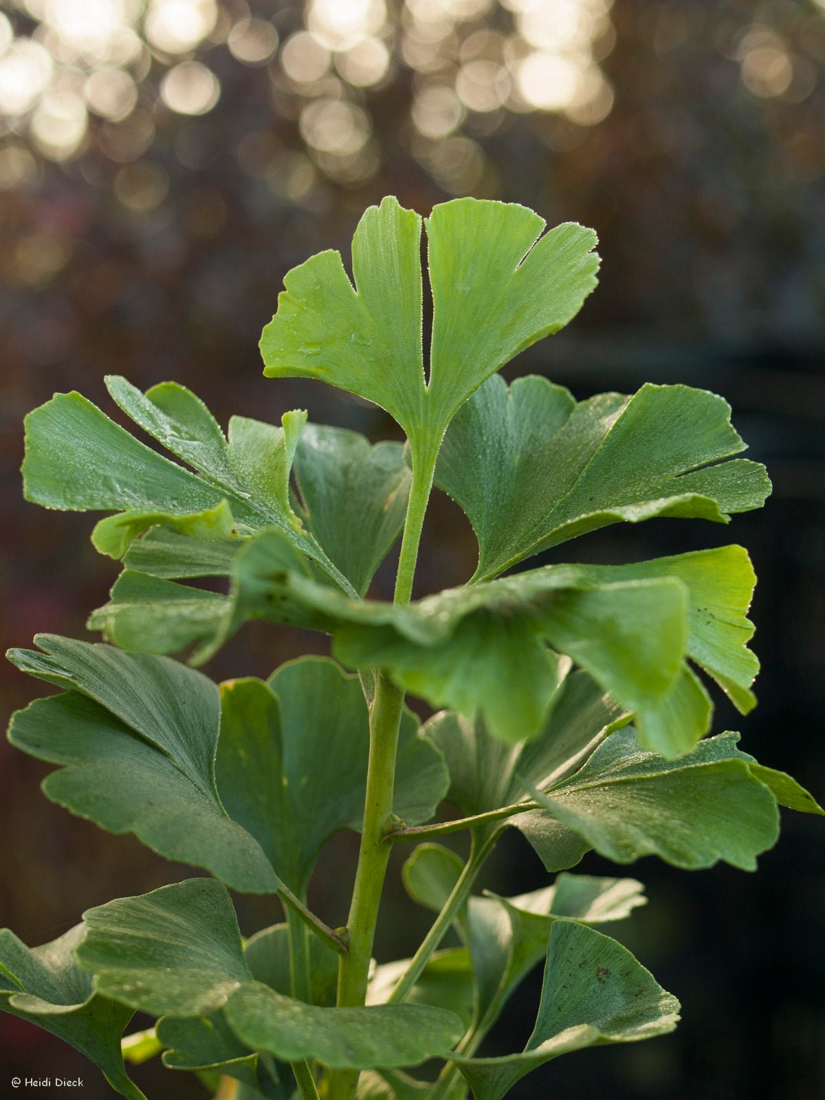 Ginkgo biloba 'Pine Glen Dwarf' - Herrenkamper Gärten - Pflanzenraritäten