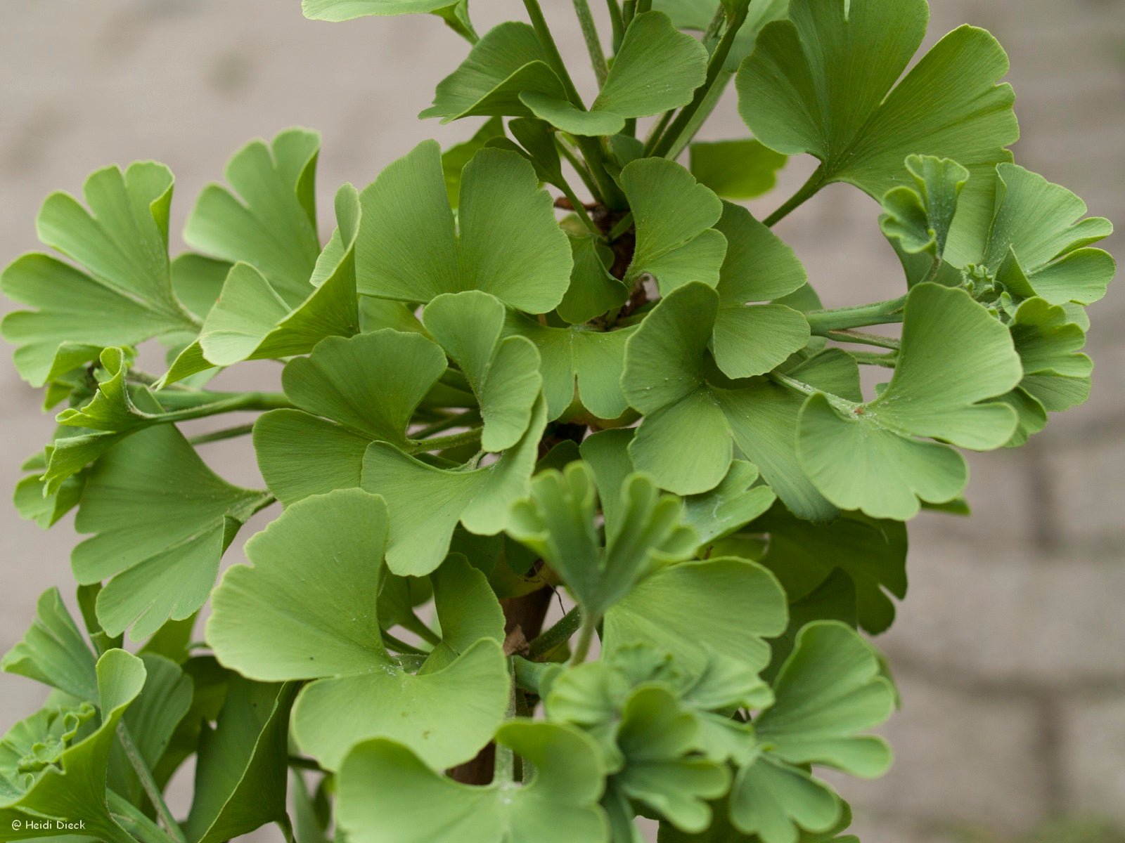 Ginkgo biloba 'Pine Glen Dwarf' - Herrenkamper Gärten - Pflanzenraritäten