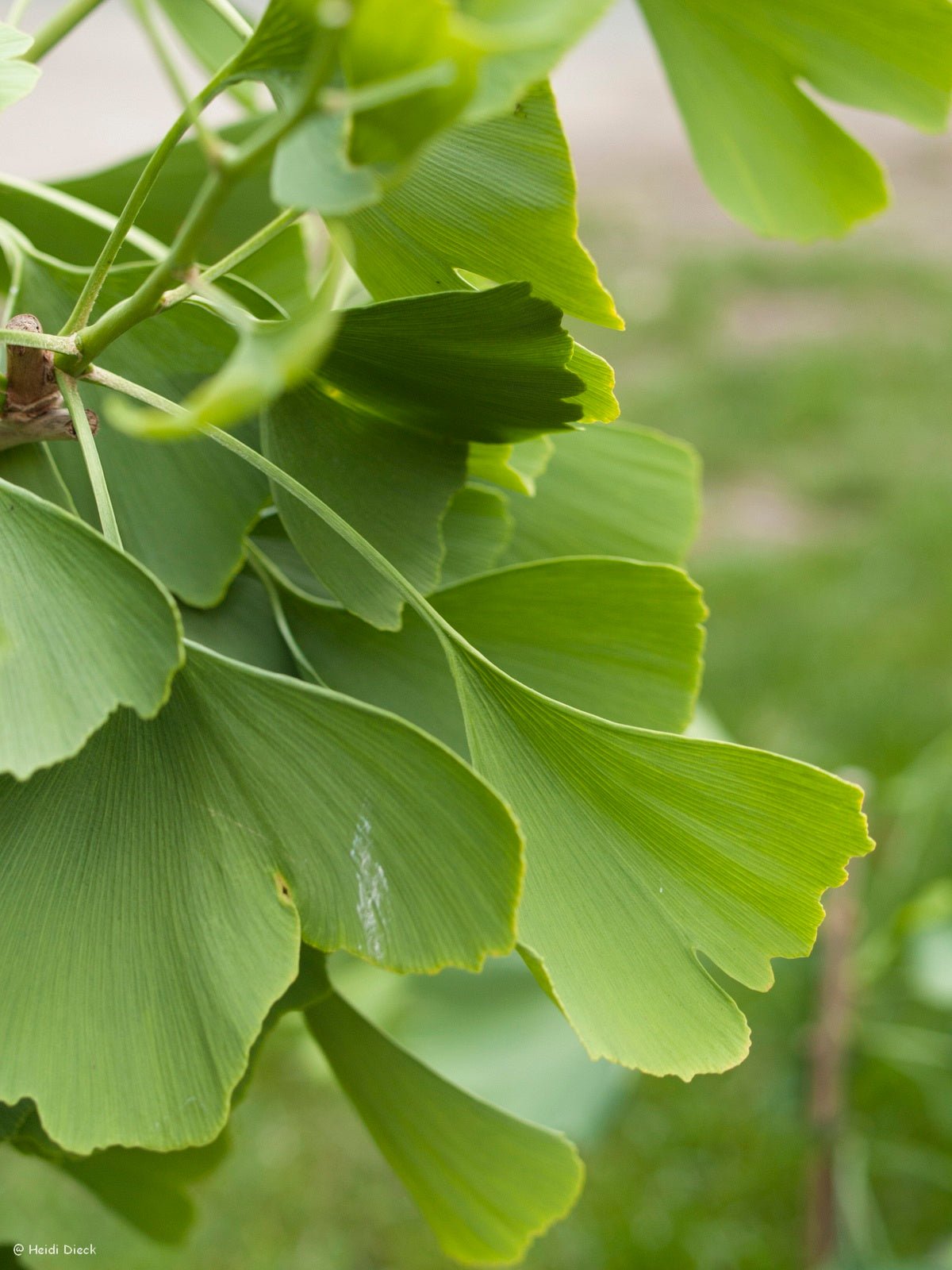 Ginkgo biloba 'Praga' - Herrenkamper Gärten - Pflanzenraritäten