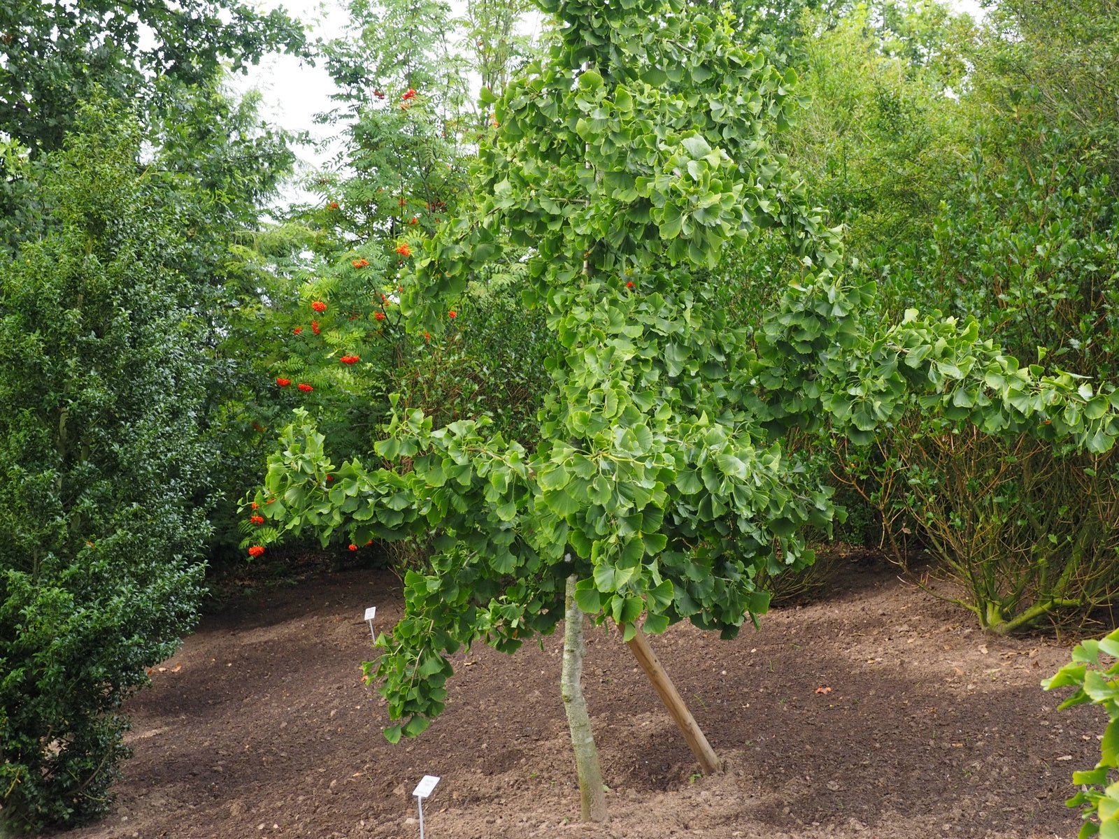 Ginkgo biloba 'Praga' - Herrenkamper Gärten - Pflanzenraritäten