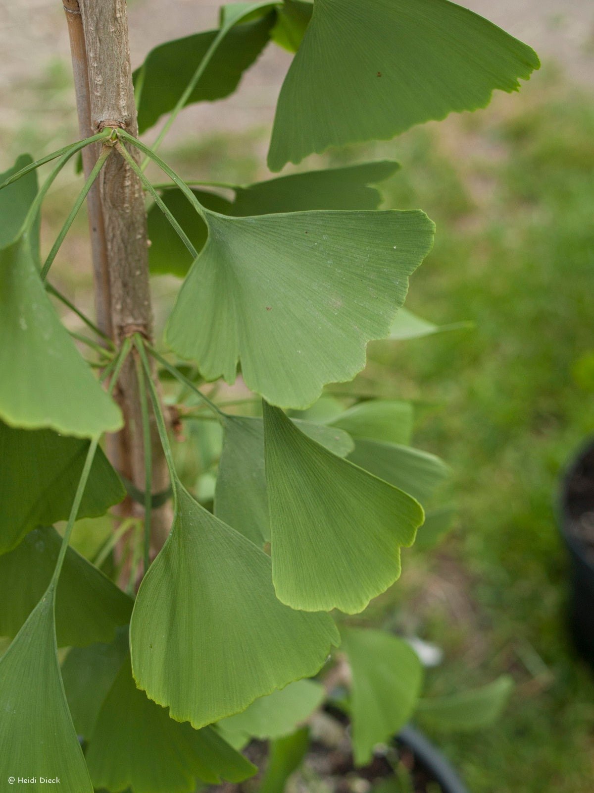 Ginkgo biloba 'Praga' - Herrenkamper Gärten - Pflanzenraritäten