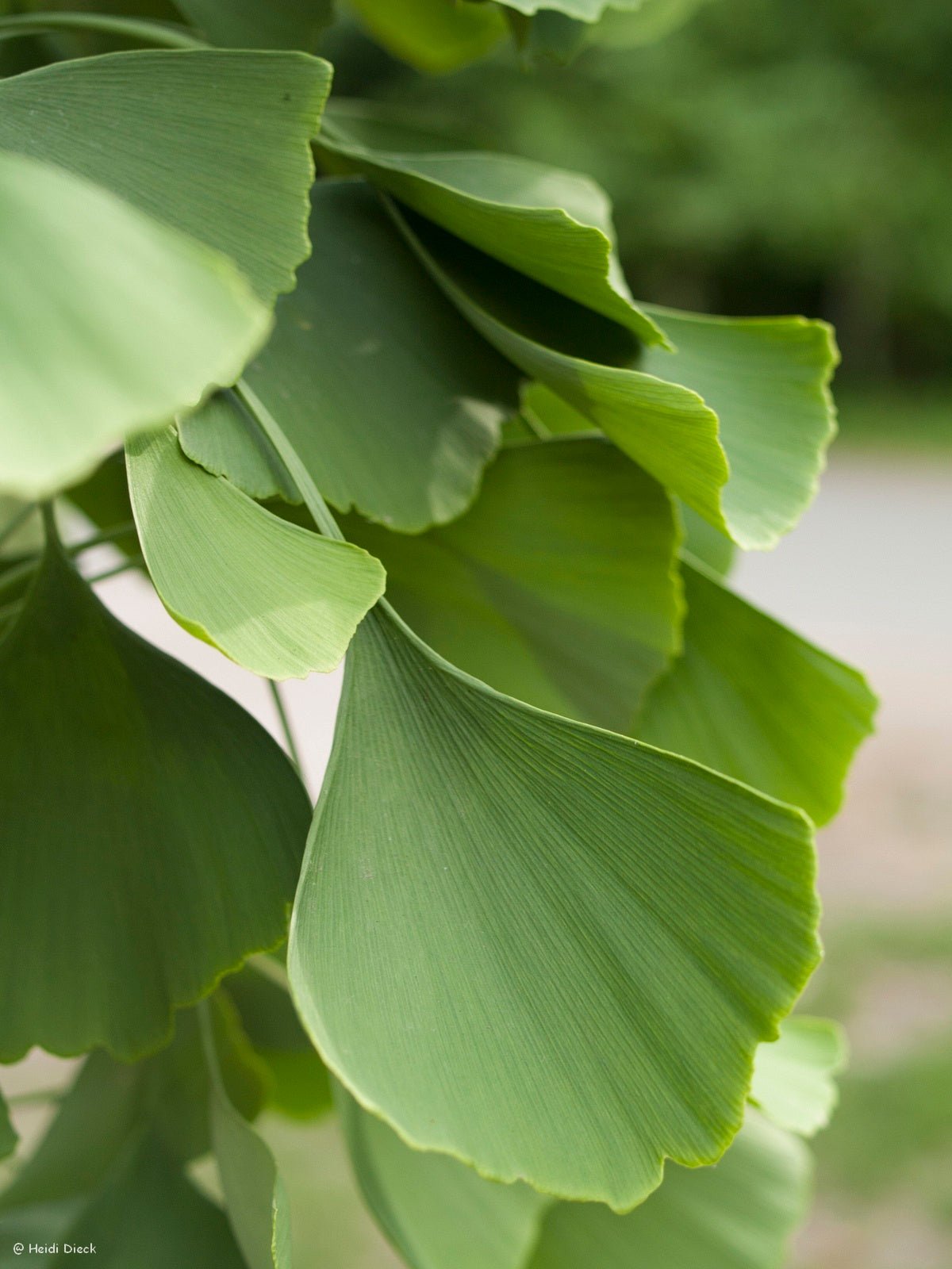 Ginkgo biloba 'Praga' - Herrenkamper Gärten - Pflanzenraritäten