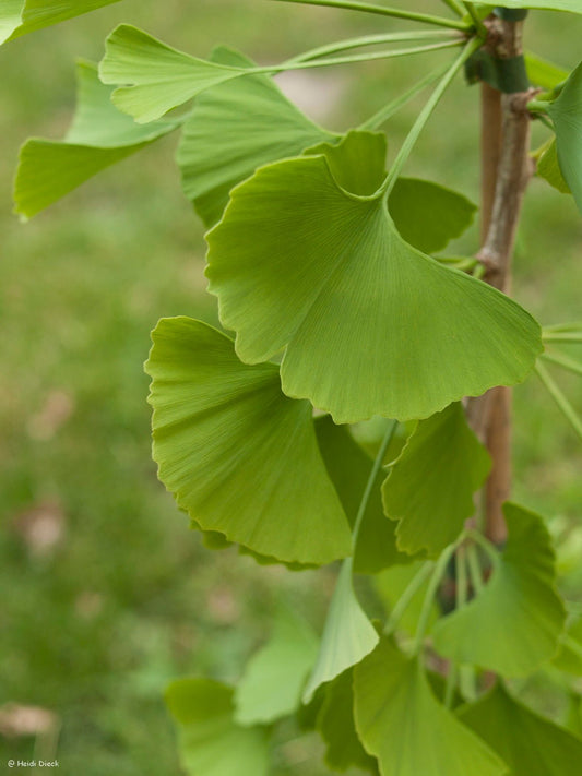 Ginkgo biloba 'Princeton Sentry' - Herrenkamper Gärten - Pflanzenraritäten