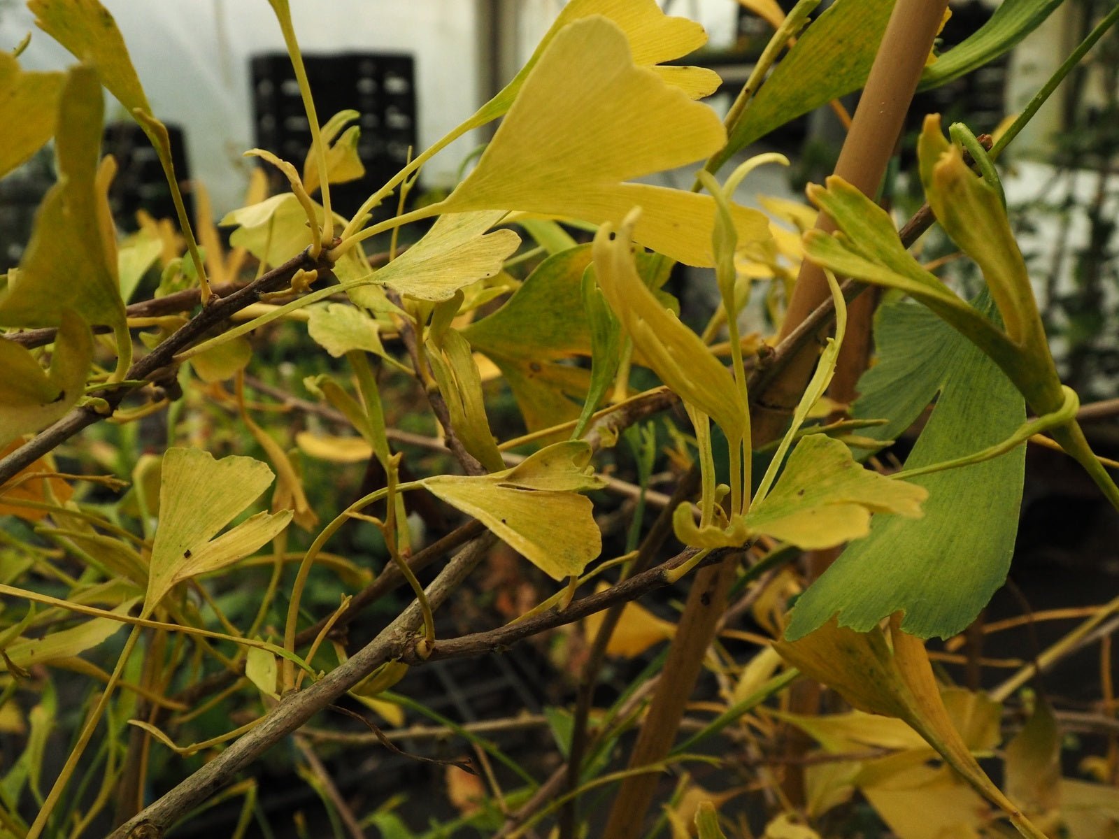 Ginkgo biloba 'Pyramis' - Herrenkamper Gärten - Pflanzenraritäten