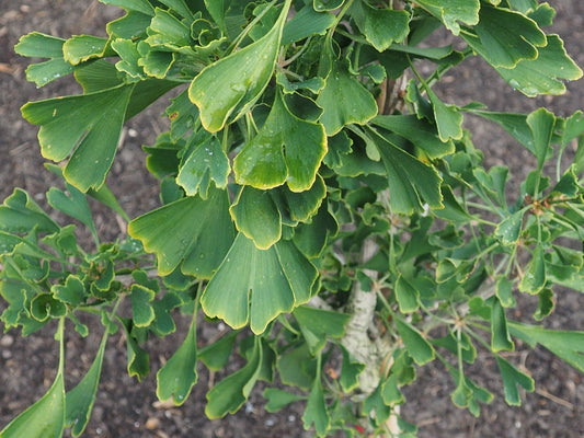 Ginkgo biloba 'Robbies Twist' - Herrenkamper Gärten - Pflanzenraritäten