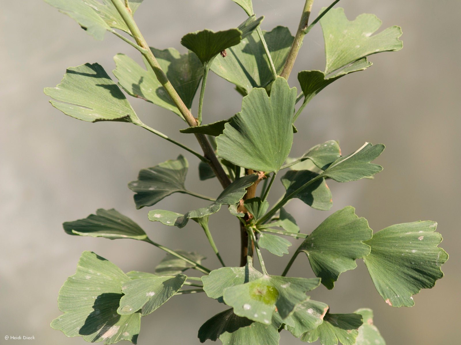 Ginkgo biloba 'Rocky' - Herrenkamper Gärten - Pflanzenraritäten