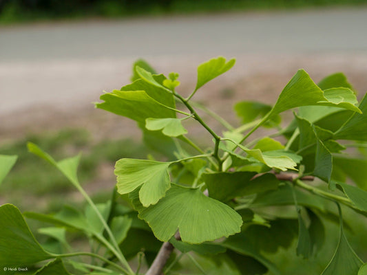 Ginkgo biloba 'Roos More' - Herrenkamper Gärten - Pflanzenraritäten