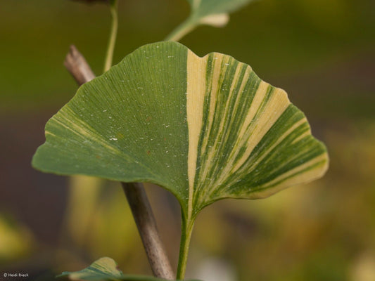 Ginkgo biloba 'Roswitha' - Herrenkamper Gärten - Pflanzenraritäten