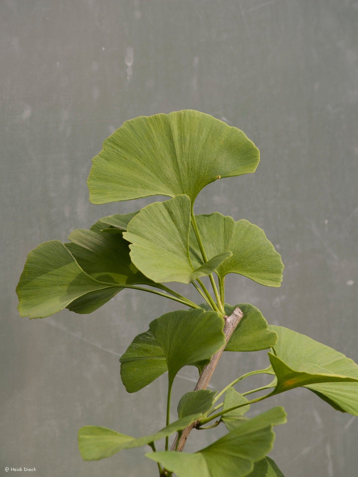 Ginkgo biloba 'San Jose Gold' - Herrenkamper Gärten - Pflanzenraritäten