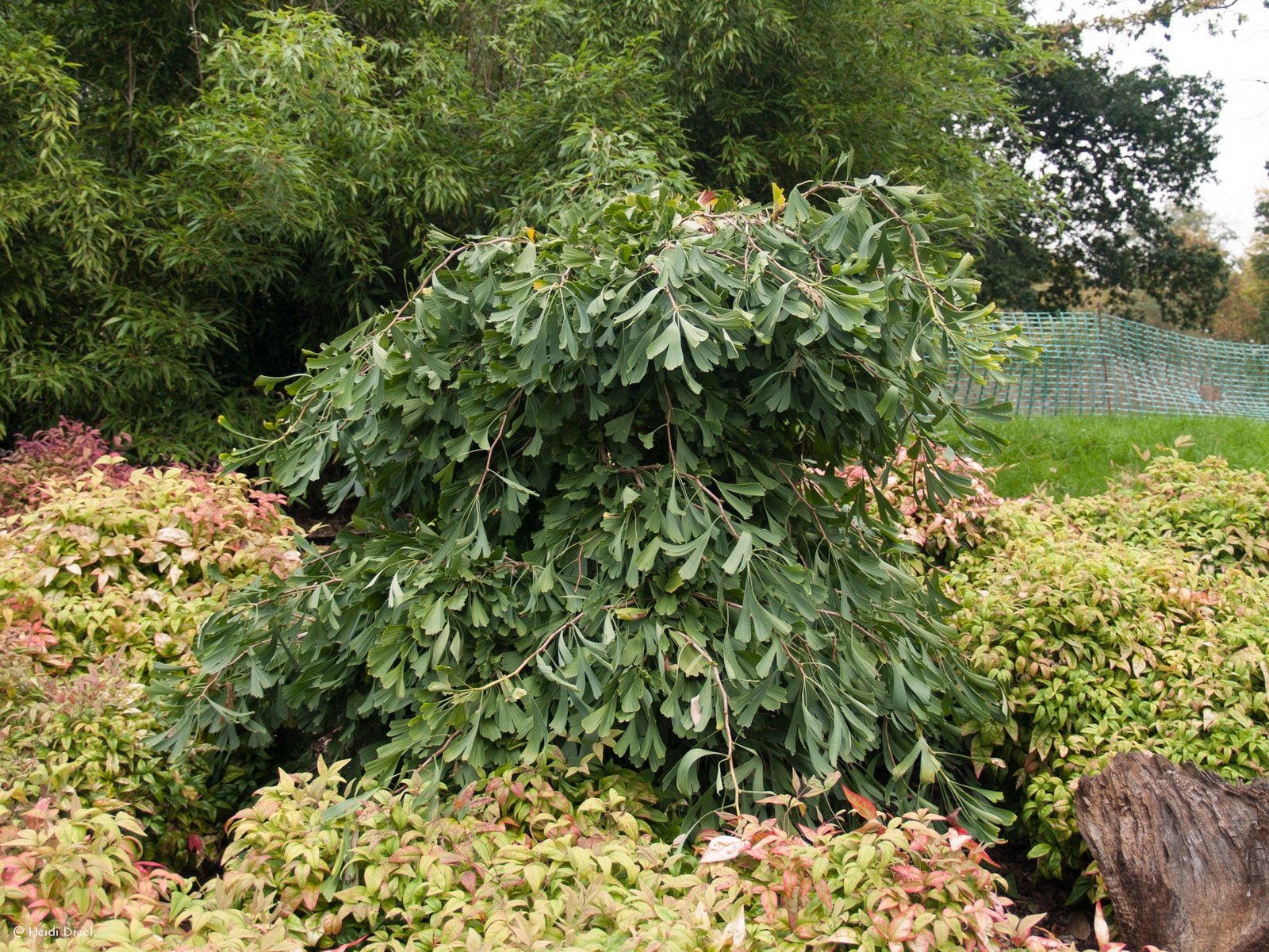 Ginkgo biloba 'Saratoga' - Herrenkamper Gärten - Pflanzenraritäten