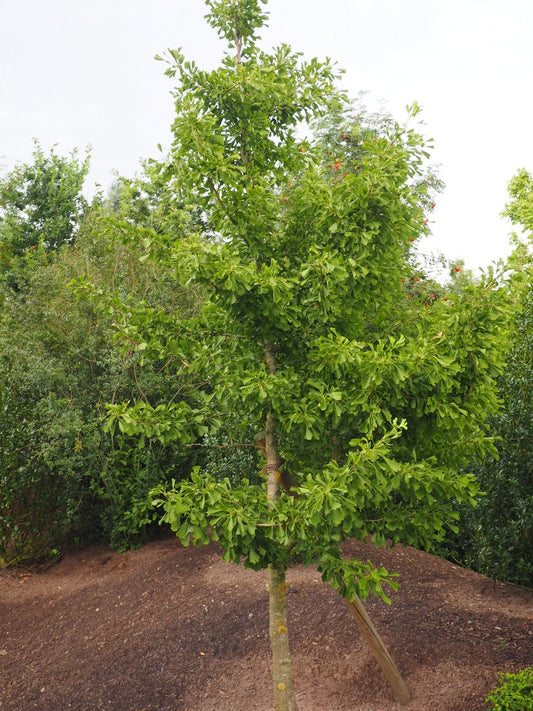 Ginkgo biloba 'Saratoga' - Herrenkamper Gärten - Pflanzenraritäten