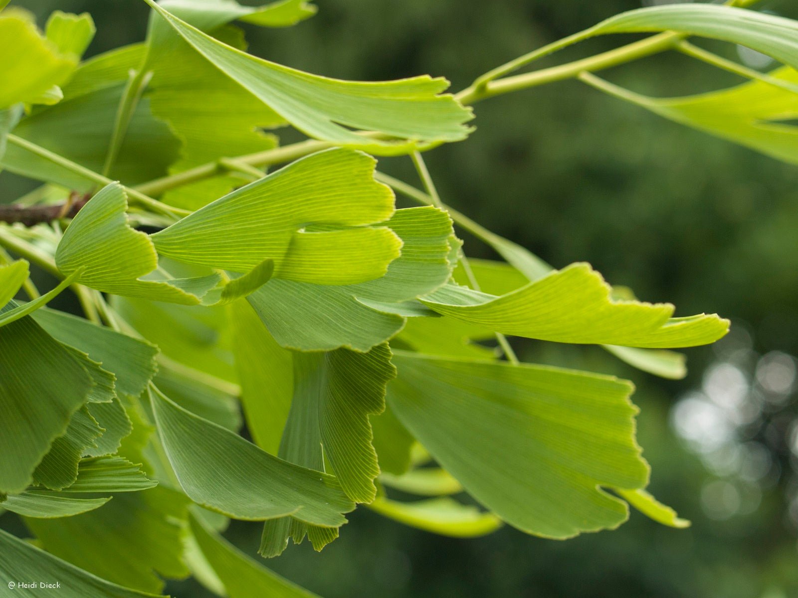 Ginkgo biloba 'Saratoga' - Herrenkamper Gärten - Pflanzenraritäten