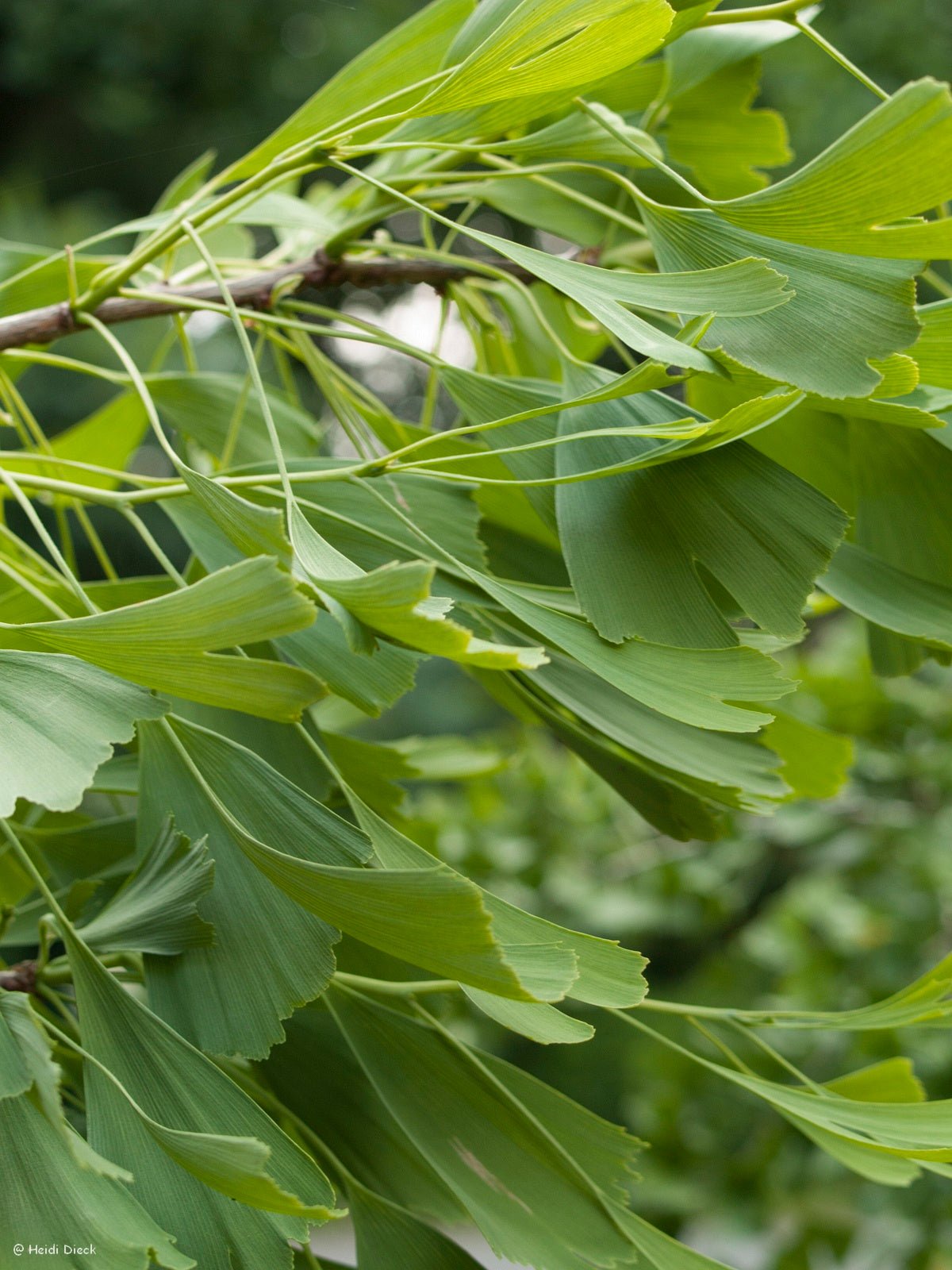 Ginkgo biloba 'Saratoga' - Herrenkamper Gärten - Pflanzenraritäten