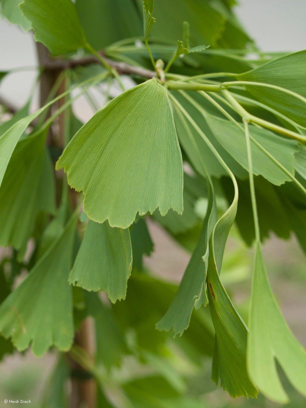 Ginkgo biloba 'Saratoga' - Herrenkamper Gärten - Pflanzenraritäten