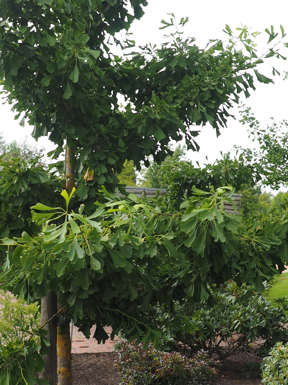 Ginkgo biloba 'Saratoga' - Herrenkamper Gärten - Pflanzenraritäten