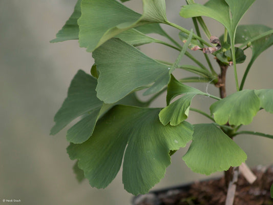 Ginkgo biloba 'Schloss Dyck' - Herrenkamper Gärten - Pflanzenraritäten