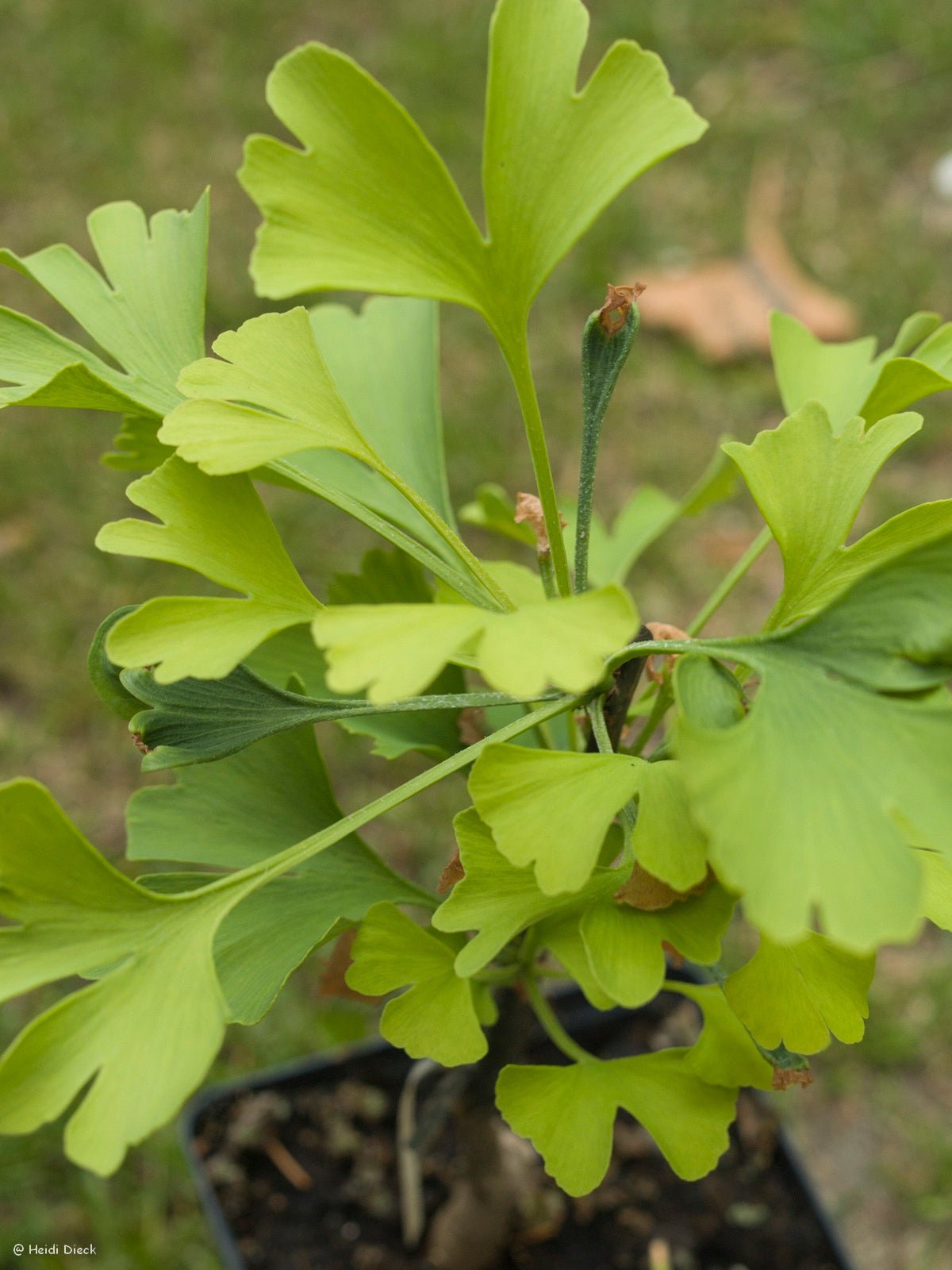 Ginkgo biloba 'Schloss Dyck' - Herrenkamper Gärten - Pflanzenraritäten